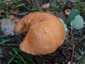 Vörös érdestinóru (Leccinum albostipitatum), Budai-hegység